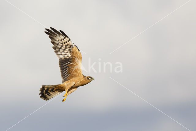 Montagu's Harrier (Circus pygargus)