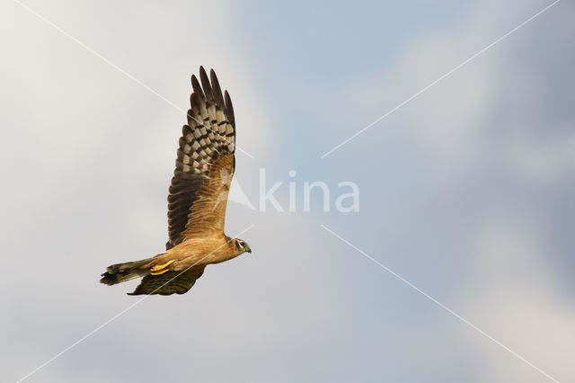 Montagu's Harrier (Circus pygargus)