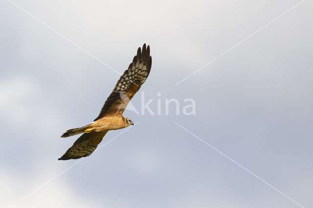 Montagu's Harrier (Circus pygargus)