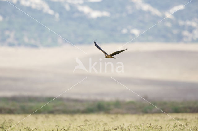 Montagu's Harrier (Circus pygargus)