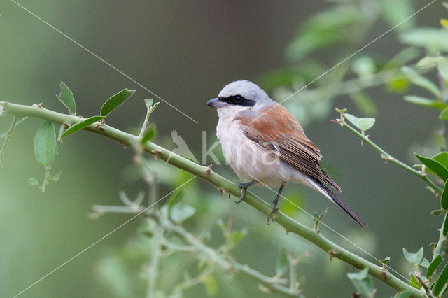 Grauwe Klauwier (Lanius collurio)