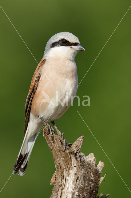 Grauwe Klauwier (Lanius collurio)