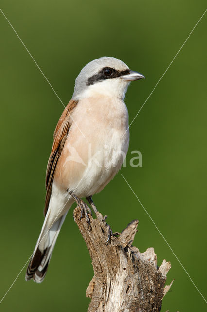 Grauwe Klauwier (Lanius collurio)