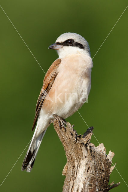 Grauwe Klauwier (Lanius collurio)