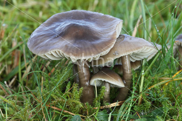 Grauwe wasplaat (Hygrocybe unguinosa)