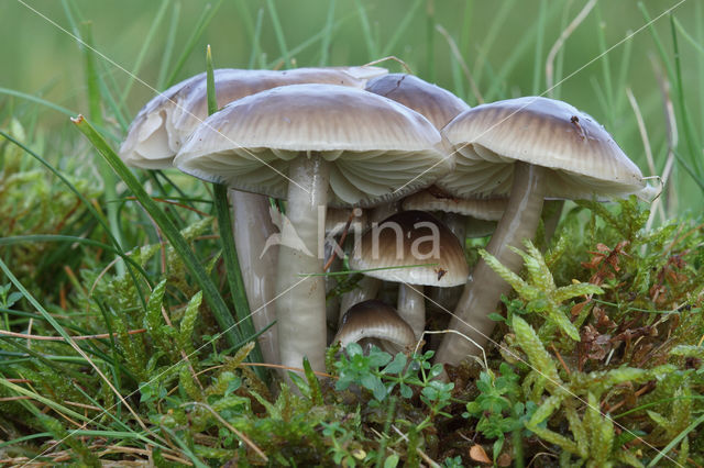 Slimy Waxcap (Hygrocybe unguinosa)