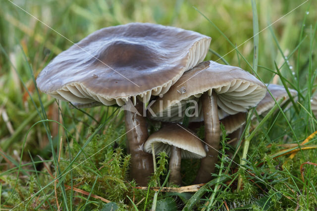 Grauwe wasplaat (Hygrocybe unguinosa)