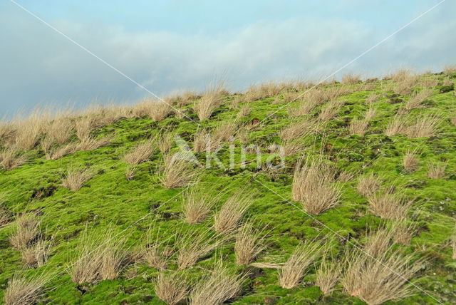 Heath Star Moss (Campylopus introflexus)