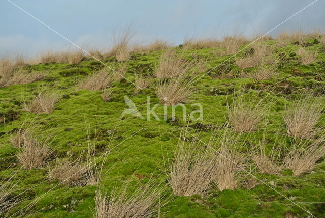 Heath Star Moss (Campylopus introflexus)