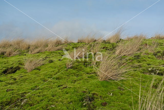 Heath Star Moss (Campylopus introflexus)