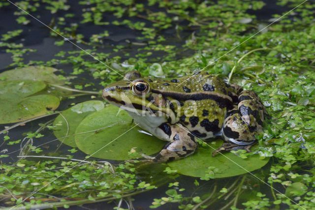 green frog (Rana esculenta