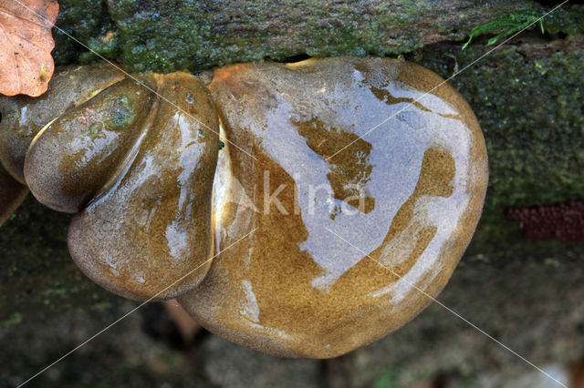 Groene schelpzwam (Panellus serotinus)