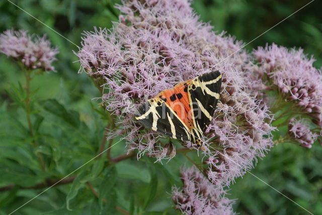 Garden Tiger (Arctia caja)