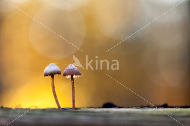 Burgundydrop bonnet (Mycena haematopus)