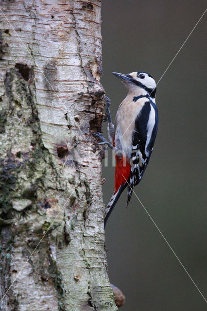 Grote Bonte Specht (Dendrocopos major)