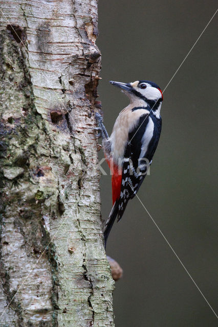 Grote Bonte Specht (Dendrocopos major)