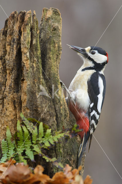 Grote Bonte Specht (Dendrocopos major)