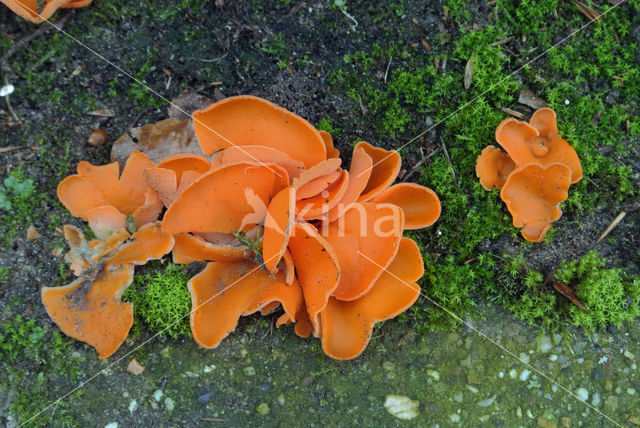Grote oranje bekerzwam (Aleuria aurantia)