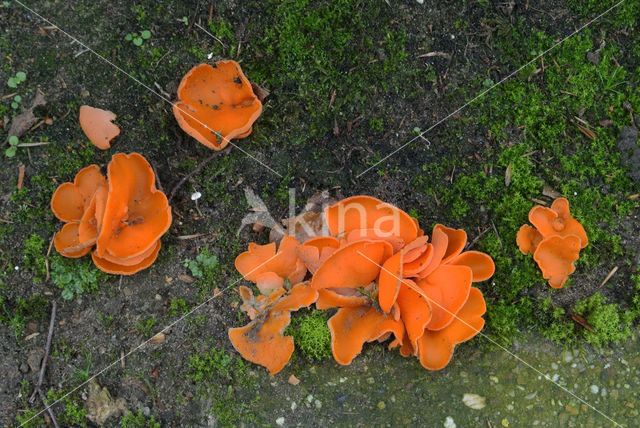 Grote oranje bekerzwam (Aleuria aurantia)