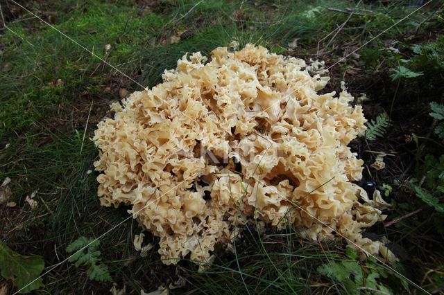 Wood Cauliflower (Sparassis crispa)