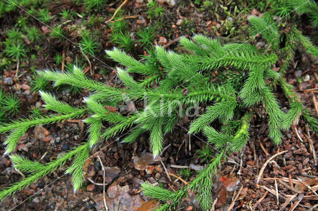 Stag's-horn Clubmoss (Lycopodium clavatum)