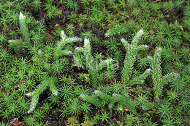 Stag's-horn Clubmoss (Lycopodium clavatum)