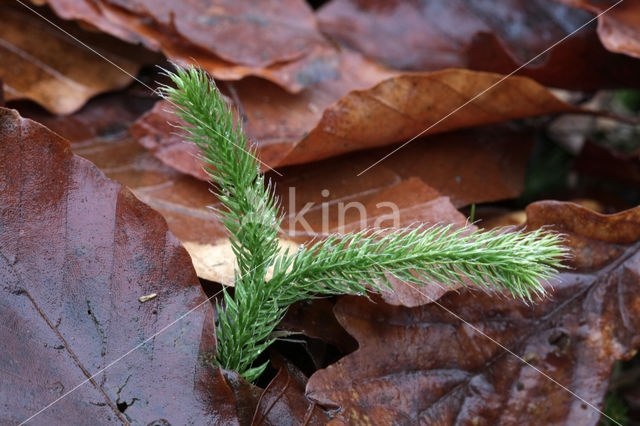 Grote wolfsklauw (Lycopodium clavatum)