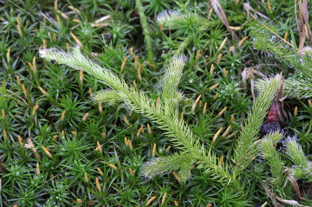 Grote wolfsklauw (Lycopodium clavatum)