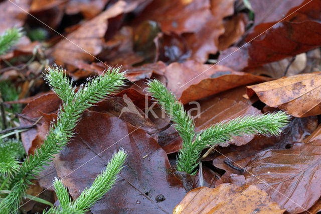 Grote wolfsklauw (Lycopodium clavatum)