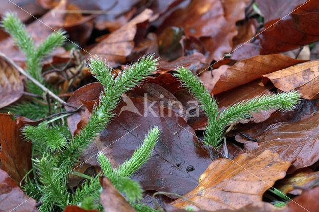 Stag's-horn Clubmoss (Lycopodium clavatum)