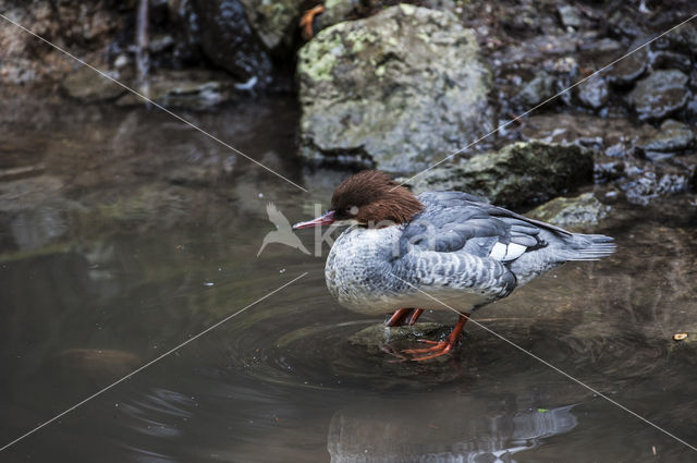 Goosander (Mergus merganser)