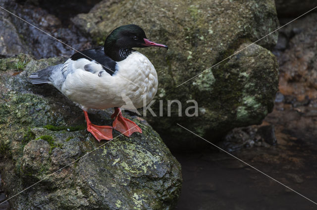 Goosander (Mergus merganser)