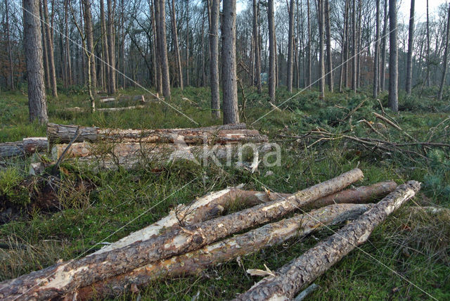 Grove den (Pinus sylvestris)