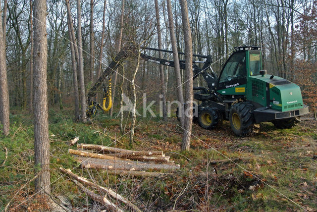 Grove den (Pinus sylvestris)