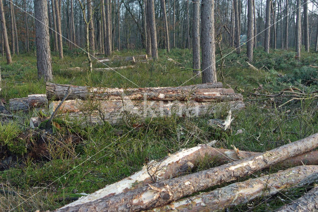 Scots Pine (Pinus sylvestris)