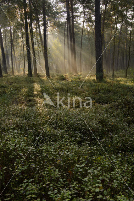 Grove den (Pinus sylvestris)