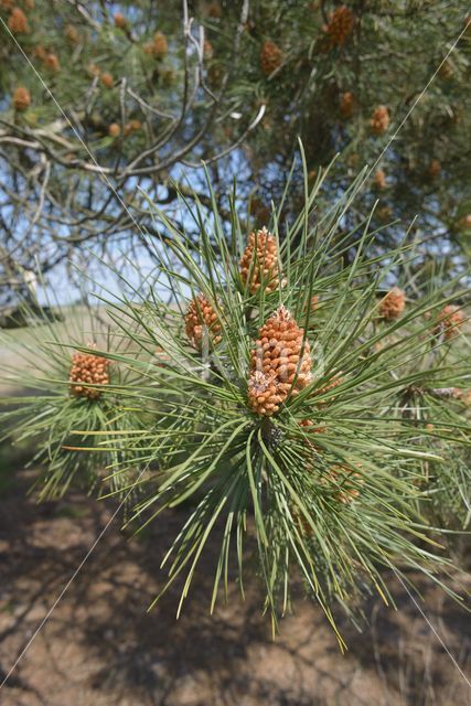 Scots Pine (Pinus sylvestris)