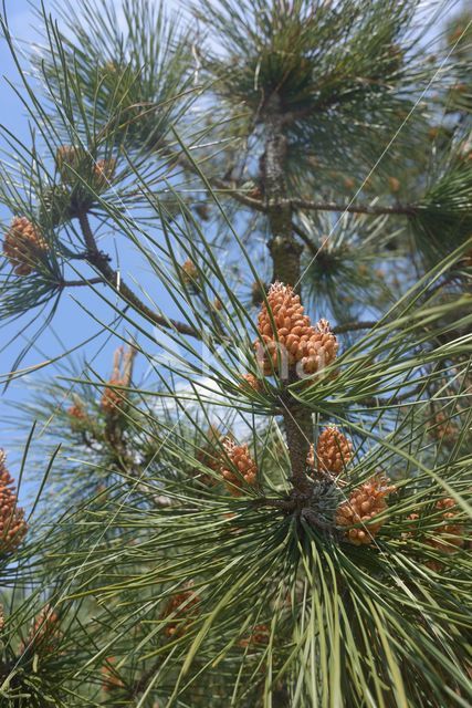 Grove den (Pinus sylvestris)