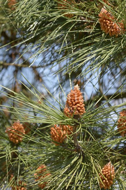 Grove den (Pinus sylvestris)