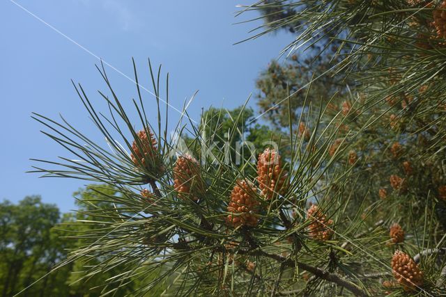 Grove den (Pinus sylvestris)