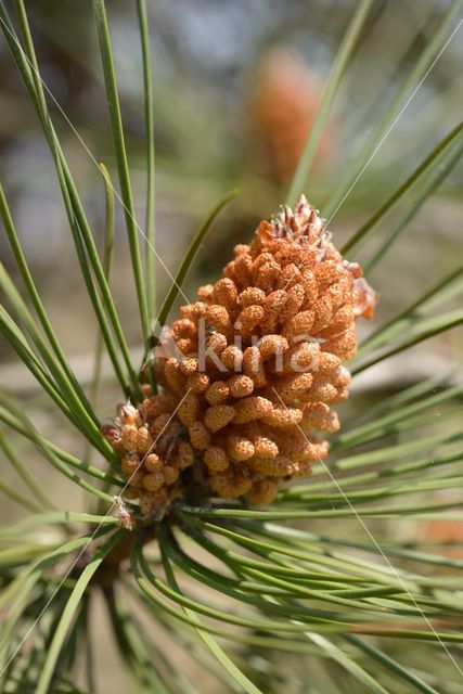 Grove den (Pinus sylvestris)