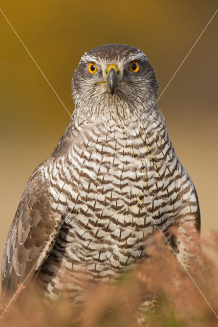 Goshawk (Accipiter gentilis)