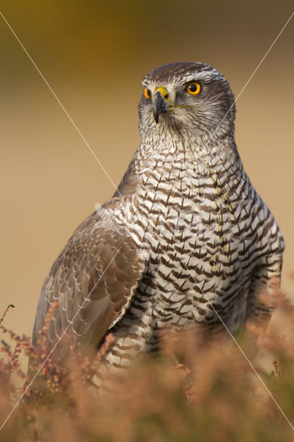 Havik (Accipiter gentilis)