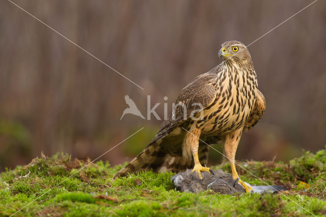 Goshawk (Accipiter gentilis)