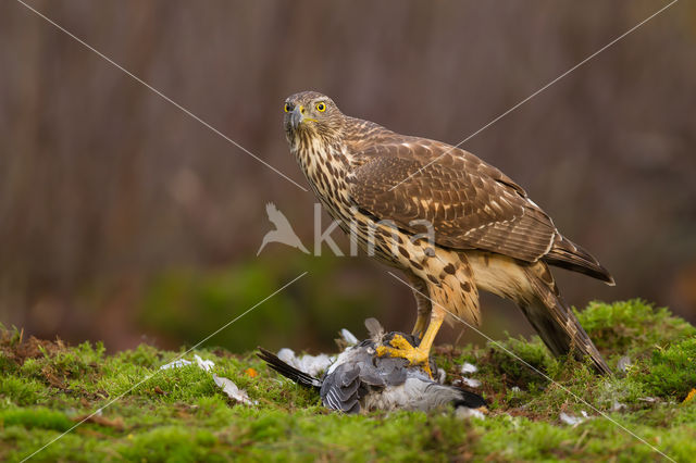 Goshawk (Accipiter gentilis)