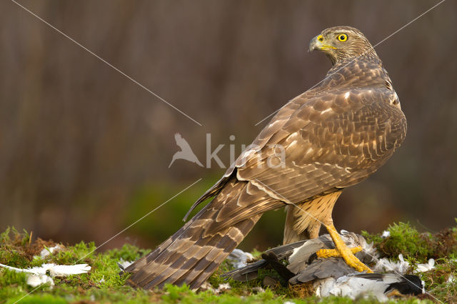 Havik (Accipiter gentilis)