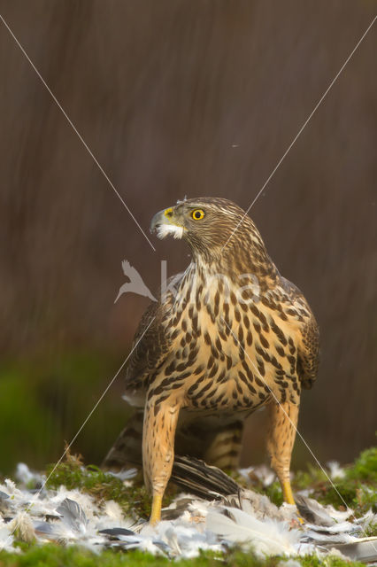 Havik (Accipiter gentilis)