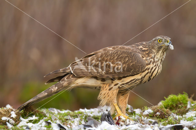 Havik (Accipiter gentilis)