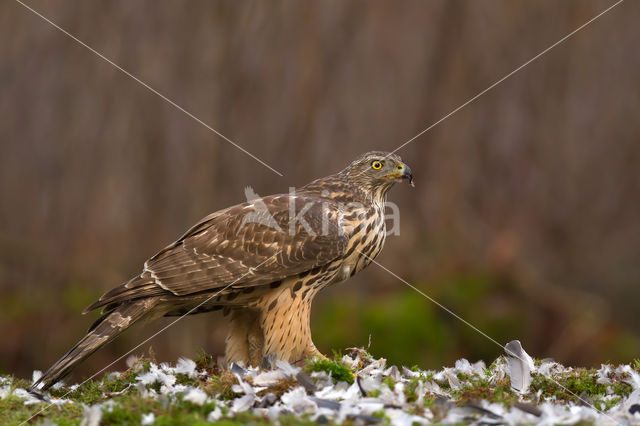 Havik (Accipiter gentilis)