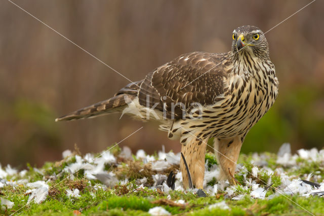 Havik (Accipiter gentilis)